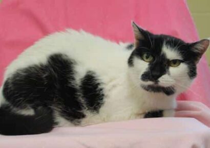 PAHS Pet of the Week: Meet Isabelle! Sweet Old Lady is Extremely Affectionate, but Likes to Stay to Herself