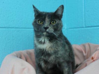 PAHS Pet of the Week: Meet Kix! A loving Affectionate Cat