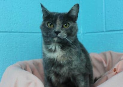 PAHS Pet of the Week: Meet Kix! A loving Affectionate Cat