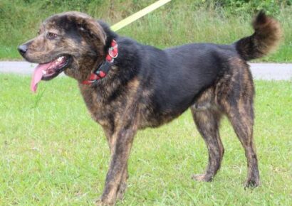 Meet Baron-PAHS featured pet of the week