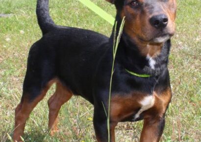 PAHS featured pet this week is Flash, such a sweet cutie!