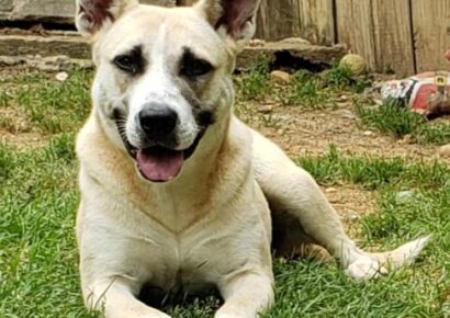 HSEC Pet of the Week – Meet Holly