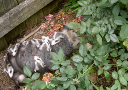 Participate in Alabama Backyard BioBlitz on June 5