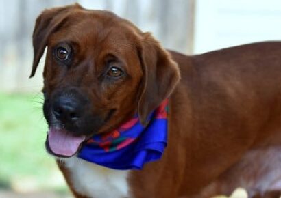 Humane Society of Elmore County Pet of the Week – Reesie