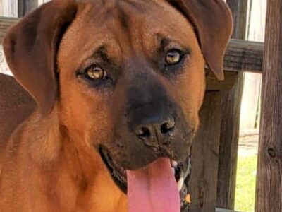 Featured HSEC Pet of the Week – Thelma & Louise