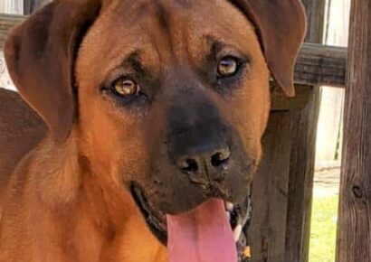 Featured HSEC Pet of the Week – Thelma & Louise