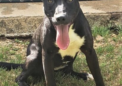 HSEC Pet of the Week; Veronica