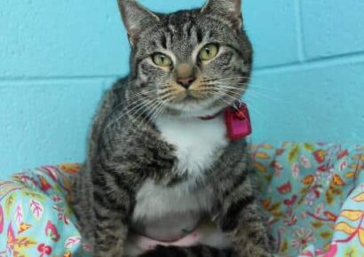 Meet Yoko, a precious young cat