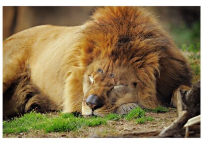 Montgomery Zoo Scheduled to Reopen Friday May 15