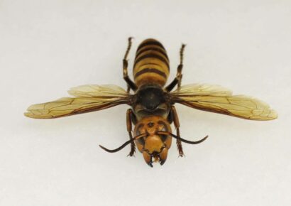 Asian Hornets? Murder Hornets? Not in Alabama