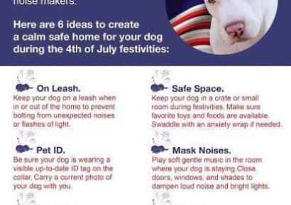 Have a Plan in Place for Your Pets Before the Fireworks Start; More Missing Pets Reported on July 4th
