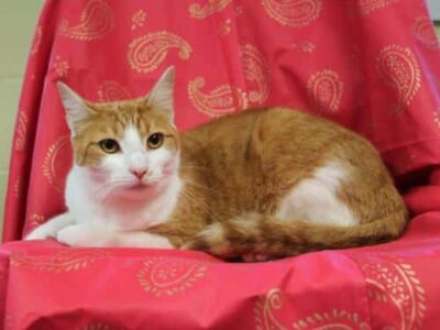 PAHS Pet of the Week: Meet Annabelle! Female Tabby is Shy, But Would be Better In a Quiet Home