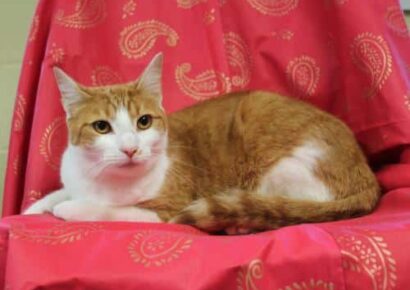 PAHS Pet of the Week: Meet Annabelle! Female Tabby is Shy, But Would be Better In a Quiet Home