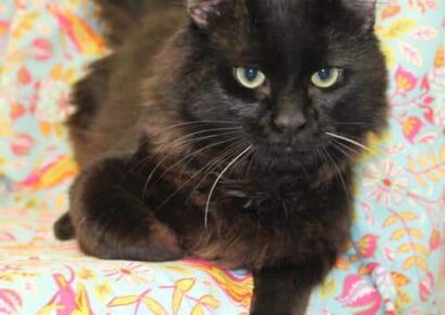 June is Adopt a Shelter Cat month, and PAHS Has Many To Choose From; Meet Cobern!