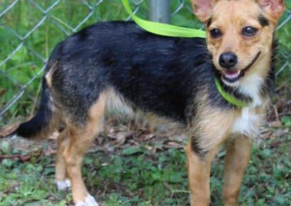 PAHS Pet of the Week: Meet Elena! Very friendly and Affectionate, but Will Need Some Training