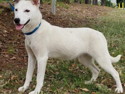 HSEC Pet of the Week: Meet Kinsley! Eight-Month-Old Shepherd/Pit Mix is Active but Sweet