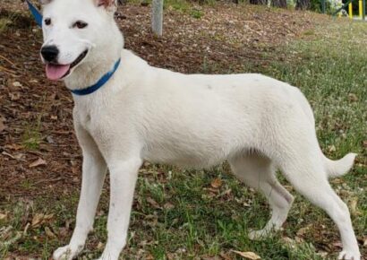 HSEC Pet of the Week: Meet Kinsley! Eight-Month-Old Shepherd/Pit Mix is Active but Sweet