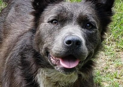 HSEC Pet of the Week: Meet Nala! A Happy, Free Spirit Kind of Girl, She Will Need a Good fence and Loves to Play Fetch