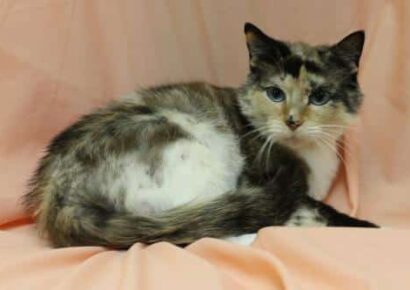 PAHS Pet of the Week: Meet Patches, A Very Special Cat! June is Adopt A Cat Month