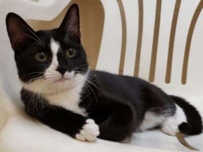 HSEC Pet of the Week: Meet Sushi! She loves toys, and has Been at Shelter for Far Too Long