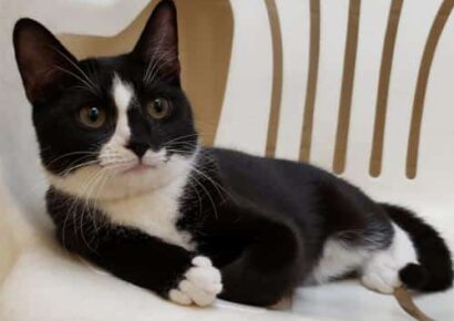 HSEC Pet of the Week: Meet Sushi! She loves toys, and has Been at Shelter for Far Too Long