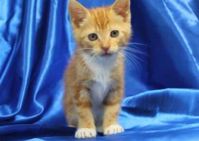 PAHS Pet Of The Week: Meet Tabasco! He Can Be Sour, Then He Can be Sweet and is a Shelter Favorite