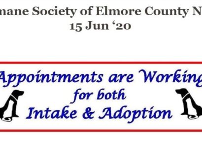 News from Humane Society of Elmore County: Appointments for Adoption Are Working at Shelter