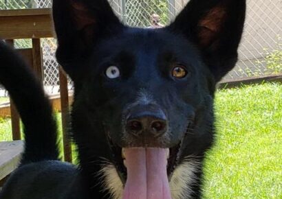 HSEC Pet of the Week: Meet Buck! Energetic but a Well-Mannered Boy that Gets Along with Dogs, Cats