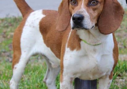 PAHS Pet of the Week: Meet Chief! Handsome Fellow, but an Escape Artist; Will Need a Secure Fence