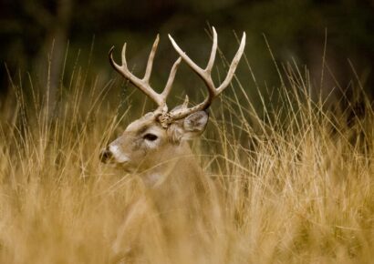 New Deer Zones, Early Dove Season and the Return of Sandhill Crane Hunting for 2020-2021