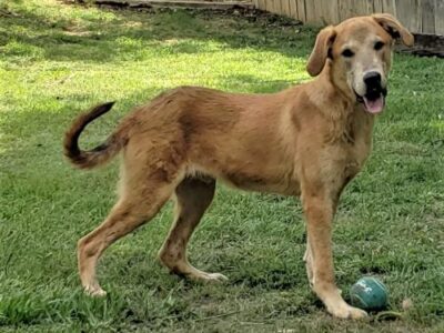 Meet Franklin; HSEC Pet of the Week