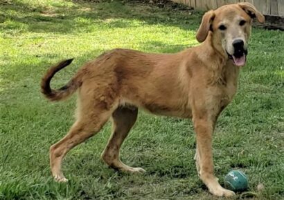 Meet Franklin; HSEC Pet of the Week