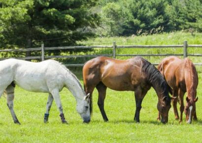 Horses are Beautiful Creatures, But Need Proper Care; Please Report Issues of Possible Neglect, Abuse to Authorities