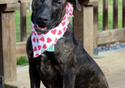 HSEC Pet of the Week: Meet Jersey! High-Energy Gal Could be a Superb Agility Dog, Loves Water and Children