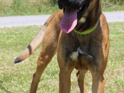 PAHS Pet of the Week: Meet Raven! Frisky and Funny, She Would Like a Nice, Fenced Yard