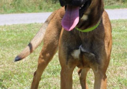 PAHS Pet of the Week: Meet Raven! Frisky and Funny, She Would Like a Nice, Fenced Yard