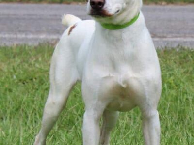 PAHS Pet of the Week: Meet Russell! Well-Behaved, Leash Trained and Loves to Strike a Pose