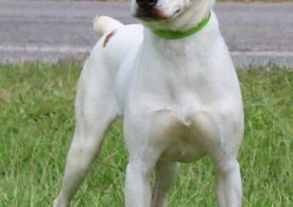 PAHS Pet of the Week: Meet Russell! Well-Behaved, Leash Trained and Loves to Strike a Pose