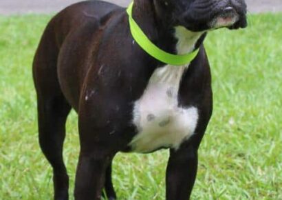 PAHS Pet of the Week: Meet Zoe! Friendly, Good with Kids but Not Other Dogs