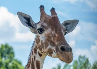 Montgomery Chamber Extends 2020 Military Appreciation Day at the Zoo to Three Days, Social Distancing Accommodated