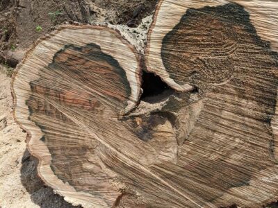 When Life Hands You a Fallen Tree…Make a Beautiful Heart-Shaped Table; Hand Family of Autauga County is Doing Just That