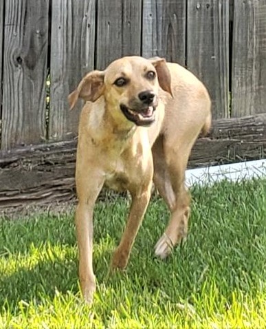 HSEC Pet of the week: Meet Cammie! A Cutie with a Stubby Tail, She is Great with Dogs, Cats and Children