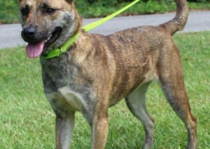 PAHS Pet of the Week: Meet Evelyn! Full of Love and Affection, She is Very Well-Behaved