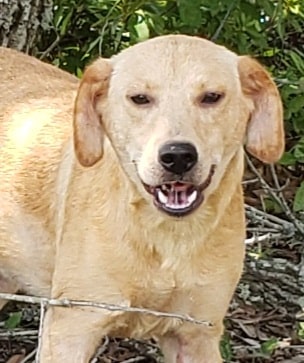 HSEC Pet of the Week: Meet Fuji! Loves her Toys and a Bit Shy, but Super Sweet