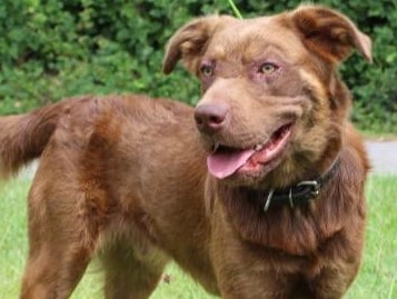 PAHS Pet of the Week: Meet Harley! Sweet Guy Who Never Meets a Stranger