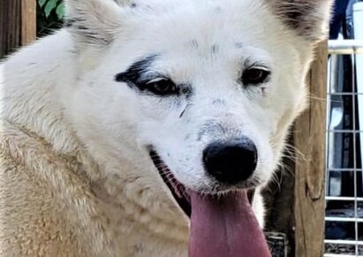 HSEC Pet of the Week: Meet Jessie! Loves to Snuggle, and Would Love a Spot on Your Bed