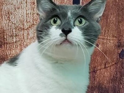 HSEC Pet of the Week: Meet Knox! He Needs a Special Diet, Indoor Home and Treatment, But is a Sweet Boy!