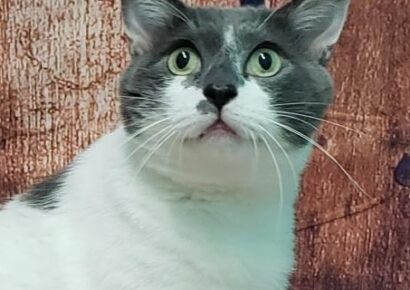 HSEC Pet of the Week: Meet Knox! He Needs a Special Diet, Indoor Home and Treatment, But is a Sweet Boy!