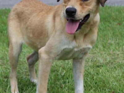 PAHS Pet of the Week: Meet Pumpkin! The Total Package: Beautiful, Sweet and Never Meets a Stranger