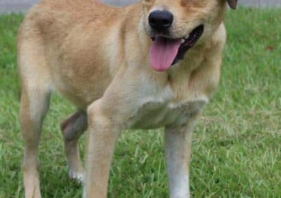 PAHS Pet of the Week: Meet Pumpkin! The Total Package: Beautiful, Sweet and Never Meets a Stranger